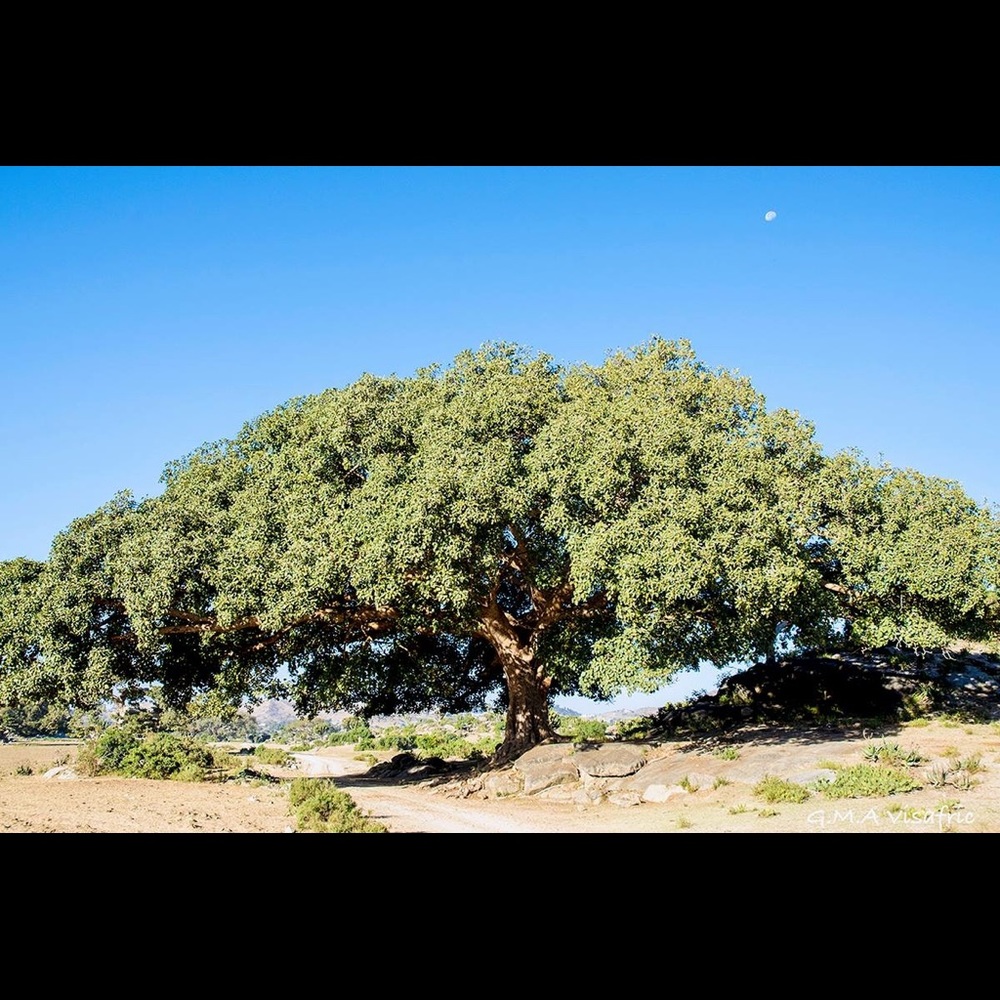 Meet your Posher, Yonas